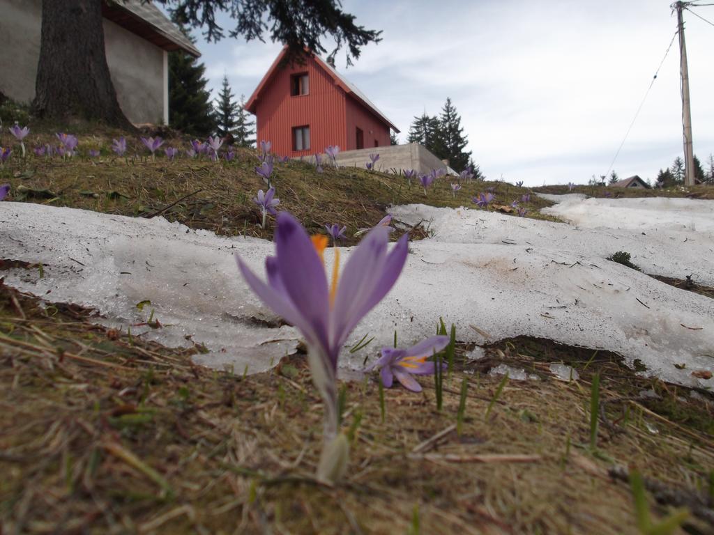 Sepic Accommodation Žabljak エクステリア 写真